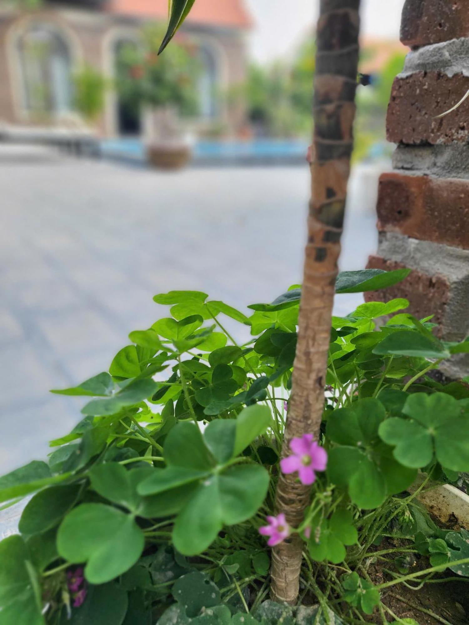 Homestay Tam Coc Pomelo Garden Ninh Binh