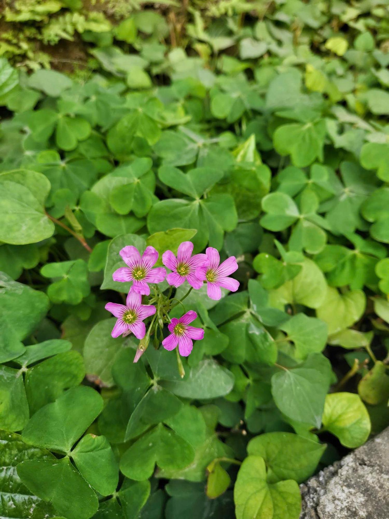 Homestay Tam Coc Pomelo Garden *